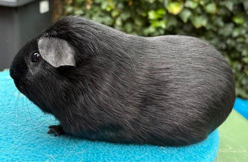 Knap zwart cavia beer, Dieren en Toebehoren, Knaagdieren, Mannelijk, Cavia, Voor 1 juli 2024, Tam