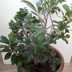 Ginseng plant met pot, Tuin en Terras, Planten | Tuinplanten, Ophalen, Bloeit niet, Vaste plant, Overige soorten