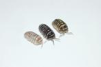 Armadillidium maculatum "Mix", Dieren en Toebehoren, Insecten en Spinnen, Overige soorten