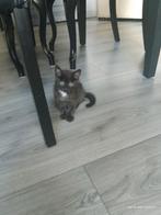 Kitten, Dieren en Toebehoren, Ophalen of Verzenden, Zo goed als nieuw