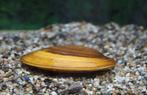 Zoetwatermossel algeneters vijvermossel aquariummossel, Dieren en Toebehoren, Ophalen