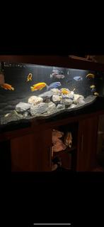 Aquarium met Chicliden 240 liter internepomp, Dieren en Toebehoren, Ophalen of Verzenden, Zo goed als nieuw, Gevuld zoetwateraquarium