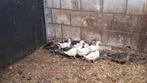 carolina eendjes en kwakertjes, Dieren en Toebehoren, Pluimvee, Meerdere dieren, Eend