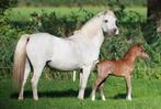 Twee mooi Welsh A merries, Dieren en Toebehoren, Pony's, Merrie, 3 tot 6 jaar, B pony (1.17m tot 1.27m), Onbeleerd