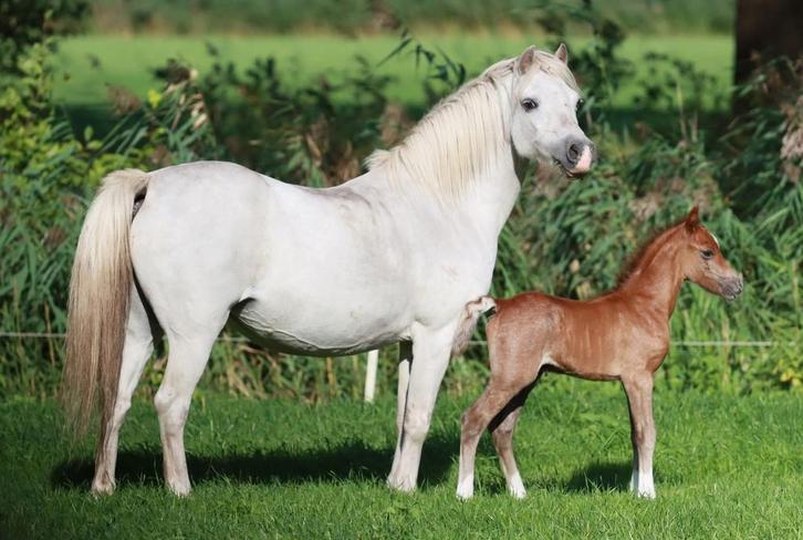 Twee mooi Welsh A merries, Dieren en Toebehoren, Pony's, Merrie, Onbeleerd, B pony (1.17m tot 1.27m), 3 tot 6 jaar, Met stamboom