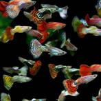 Hobbyaquarium mooie guppen mix + Endler mix Zondag 12/17uur, Vis, Zoetwatervis, Schoolvis