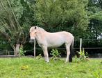 Nieuwsgierige Fjord, pony, merrie, kruising, 4 jaar, Dieren en Toebehoren, Pony's, Merrie, 3 tot 6 jaar, Onbeleerd, Recreatiepony