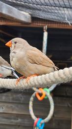 3 jonge zebravinken te koop, Meerdere dieren, Tropenvogel