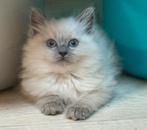 Ragdoll kittens, Dieren en Toebehoren, Katten en Kittens | Raskatten | Langhaar, Poes, Ontwormd