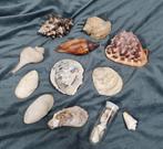Partij grote schelpen, Ophalen of Verzenden, Schelp(en)