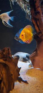 Discusvissen te koop, Dieren en Toebehoren, Vissen | Aquariumvissen, Vis, Zoetwatervis, Schoolvis