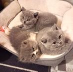 4 lieve Britse Kort- en Langhaar te koop, Meerdere dieren, Gechipt, 0 tot 2 jaar