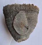Koraal Placosmilia vidali plus aangehechte oester 5.5 cm, Verzenden, Fossiel
