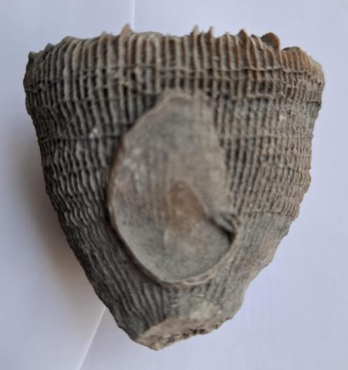 Koraal Placosmilia vidali plus aangehechte oester 5.5 cm, Verzamelen, Mineralen en Fossielen, Fossiel, Verzenden