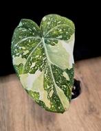 Philodendron Gloriosum Tricolor Variegata 2, Huis en Inrichting, Ophalen of Verzenden, Overige soorten, Minder dan 100 cm