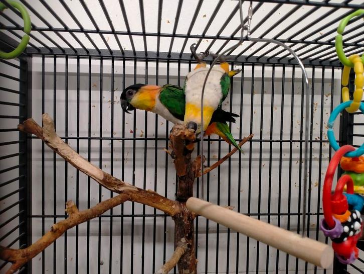 Mooi jong koppel zwartkop caiques, Dieren en Toebehoren, Vogels | Parkieten en Papegaaien, Papegaai, Meerdere dieren, Geringd