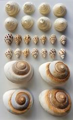 Aquabetta 26x Schelpen en Slakkenhuizen - Aquarium Decoratie, Verzenden, Info@aquadeco.nl, Overige typen, Aquadeco