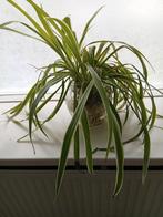 Stekjes, Ophalen, Volle zon