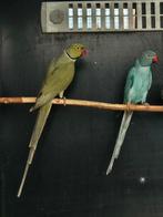 Halsbandparkiet | Aqua groen man x Blauwe pop, Dieren en Toebehoren, Vogels | Parkieten en Papegaaien, Meerdere dieren, Parkiet