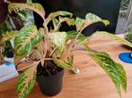 Aglaonema coco melon, Huis en Inrichting, Kamerplanten, Ophalen, Overige soorten, Minder dan 100 cm