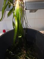 Mooie aquarium planten, Ophalen of Verzenden, Plant(en), Steen of Hout