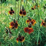 Zaden Ratibida columnifera Red Midget, Verzenden, Voorjaar, Volle zon, Zaad