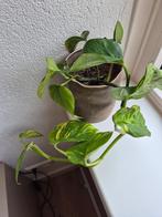Groene plant in pot, Ophalen, Overige soorten, Halfschaduw, In pot