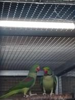 Alexander parkieten koppel 2024, Dieren en Toebehoren, Meerdere dieren, Parkiet, Geringd