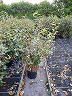 Elaeagnus ebbingei  ofwel olijfwilg 100cm hoog €9,95, Ophalen, Overige soorten, Haag, Minder dan 100 cm