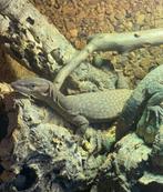 Varanus Tristis Tristis 1.1 cb22, Hagedis