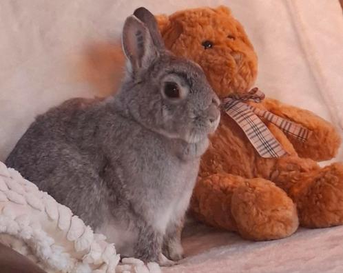💖👑 KNUFFEL SWEET TEDDY PRINCESS DWERGKONIJNTJE, Dieren en Toebehoren, Konijnen, Dwerg, Vrouwelijk