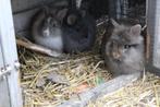 Teddy konijntjes, Dieren en Toebehoren, Konijnen, Meerdere dieren, Klein, 0 tot 2 jaar