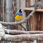 Gouldamadine, Dieren en Toebehoren, Vogels | Overige Vogels, Mannelijk, Tropenvogel