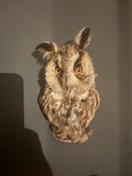 Opgezette kop ransuil, Verzamelen, Ophalen of Verzenden, Zo goed als nieuw