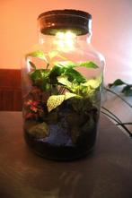 Ecosysteem/planten terrarium/flessentuin met lamp, Overige soorten, In pot, Ophalen