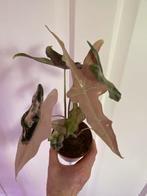 Alocasia Nobilis pink corms / knolletjes, Ophalen of Verzenden, Volle zon