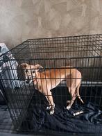 Hond teefje, 15 weken tot 1 jaar, Overige rassen, CDV (hondenziekte), Teef