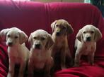 Labrador pups, CDV (hondenziekte), 8 tot 15 weken, Labrador retriever, Meerdere