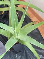 Alöe Vera plant, Ophalen, Overige soorten, In pot, Minder dan 100 cm
