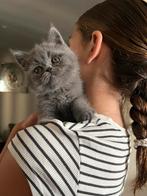 Exotic Shorthair kittens beschikbaar, Meerdere dieren, Ontwormd