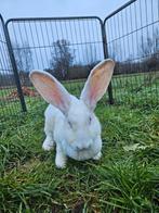 Split zoekt een huisje! (Gevaccineerd), Dieren en Toebehoren, Konijnen, Vrouwelijk, Groot, 0 tot 2 jaar