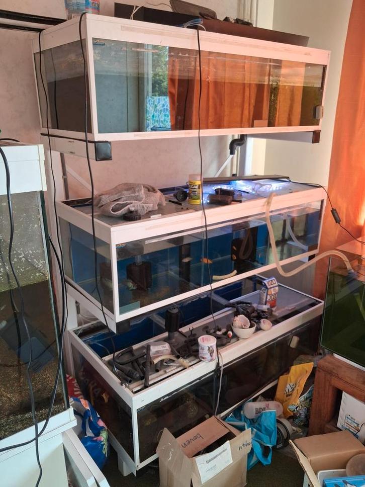 Te koop kweek stelling, Dieren en Toebehoren, Vissen | Aquariumvissen, Zoetwatervis