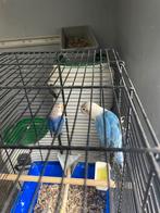 2 jongen fischerie’s van 3.5 maanden, Meerdere dieren, Dwergpapegaai of Agapornis, Geringd