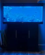 Juwel 180 liter aquarium compleet, Dieren en Toebehoren, Vissen | Aquaria en Toebehoren, Ophalen, Gebruikt, Gevuld zoetwateraquarium
