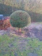 Bol taxus op stam 140cm doorsnee, 145cm hoog, Tuin en Terras, Volle zon, Vaste plant, Bloeit niet, Ophalen