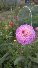 Dahlia's zaden Mix, Tuin en Terras, Bloembollen en Zaden, Ophalen of Verzenden, Volle zon, Knol