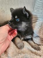 Pomsky F3 te reserveren, 2 februari mogen ze het nest verlat, 8 tot 15 weken, Poolhond, Meerdere, Meerdere dieren