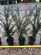 Mooie Taxus Baccata, 40 cm voor € 2,75 per stuk, Tuin en Terras, Planten | Struiken en Hagen, Ophalen, Taxus, Haag, Minder dan 100 cm