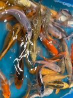 Mooie japanse koi 15-20 cm, Dieren en Toebehoren, Vissen | Vijvervissen, Karper of Koi
