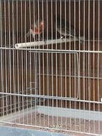 Kanarie, Dieren en Toebehoren, Vogels | Kanaries, Mannelijk, Kleurkanarie